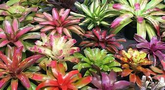 Image result for Bromeliad