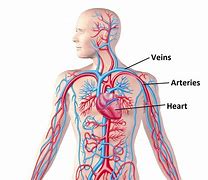 Image result for Circulatory System Labeled