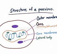 Image result for Pox Virus Structure