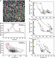 Image result for Dividing Cell and Non-Dividing Cells