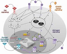 Image result for TSH Signaling Pathway