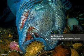 Image result for Wolfish in Nova Scotia