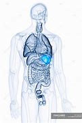 Image result for Spleen in Human Body