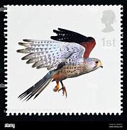 Image result for Kestrel Wings Folded