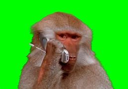 Image result for Monkey Calling Meme