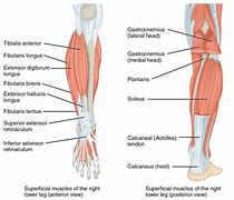 Image result for Lower Leg Muscles Diagram