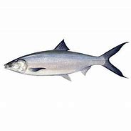 Image result for AWA Milkfish