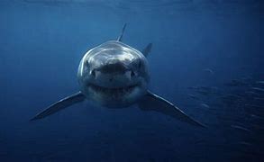 Image result for Black Shark Deep Water