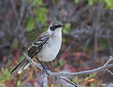 Image result for Galapagos Mockingbird