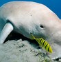 Image result for Dugongs Being Cute