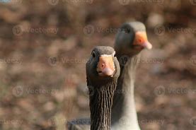 Image result for Greylag Goose Egg Roll