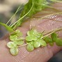 Image result for Greater Duckweed