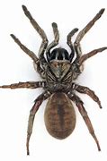 Image result for Pale Trapdoor Spider