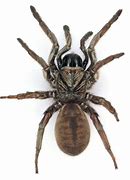 Image result for Trapdoor Spider Poisonous