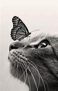 Image result for Cat and Butterfly Wallpaper