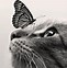 Image result for Cat Ctch Butteerfly