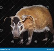 Image result for White Bush Pig