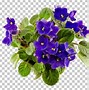 Image result for African Violet Flower Clip Art