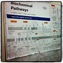 Image result for Cell Pathways Chart