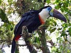 Image result for Smallest Toucan Species