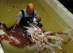 Image result for Deep Sea Colossal Squid