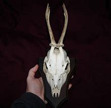 Image result for Deer Skull Monster