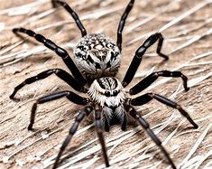 Image result for Spider Form