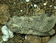 Image result for Variegated Cut Worm Moth Eggs