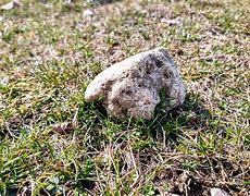 Image result for Stone Steos in Grass