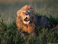 Image result for Big Lion Roar