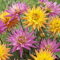 Image result for Van Zyverden Dahlia Bulbs