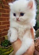 Image result for White Persian Kitten