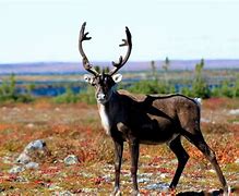 Image result for reindeer and caribou habitat