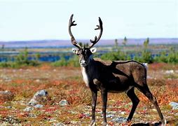 Image result for Caribou Reindeer Size Chart