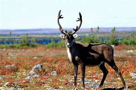 Image result for Flehmen Response Caribou Reindeer