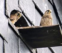 Image result for Kestrel and Peregrine Falcon