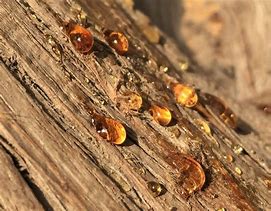 Image result for Tree Sap Plaster