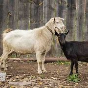 Image result for Male and Female Goat