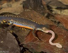 Image result for Alpine Newt