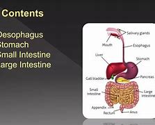 Image result for Relations of Esophagus