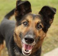 Image result for German Shepherd Mixed Breeds