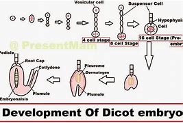 Image result for Dicot Embryo Development