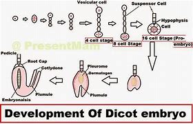 Image result for Dicot Embryo Diagram Development