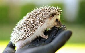 Image result for Baby Hedgehog