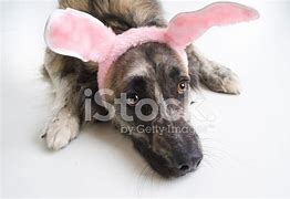 Image result for Dog with Bunny Ears