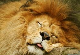 Image result for lion kitten wallpaper