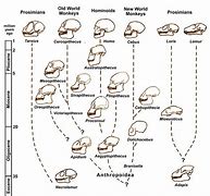 Image result for Primate Genus Chart