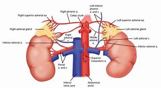 Image result for Adrenal Artery