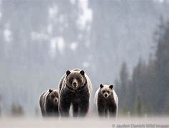 Image result for Wildlife in Banff