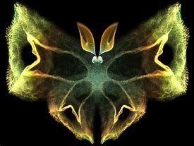 Image result for Butterfly Fractal